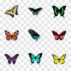 Red Yellow Blue Green Butterfly Logo - Red Yellow Blue Green Color Photos and Images - Page 802 ...