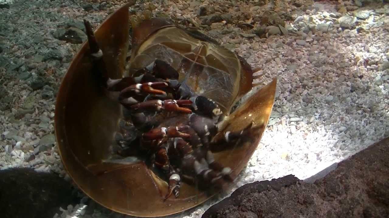Upside Down Horse Shoe Logo - Horseshoe Crab Upside Down - YouTube