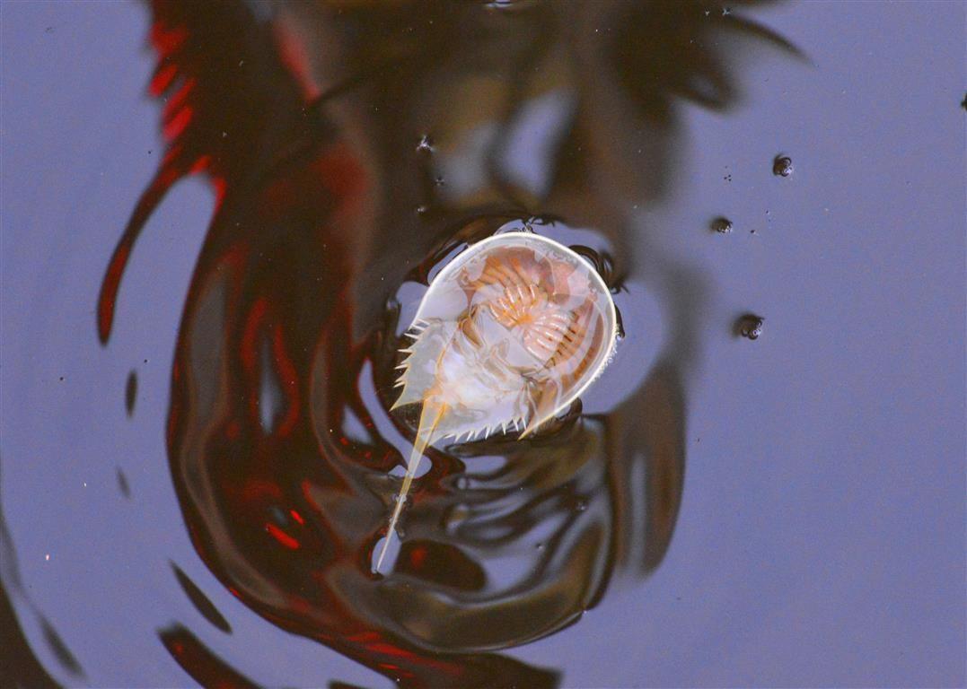 Upside Down Horse Shoe Logo - Why do baby horseshoe crabs swim upside down?