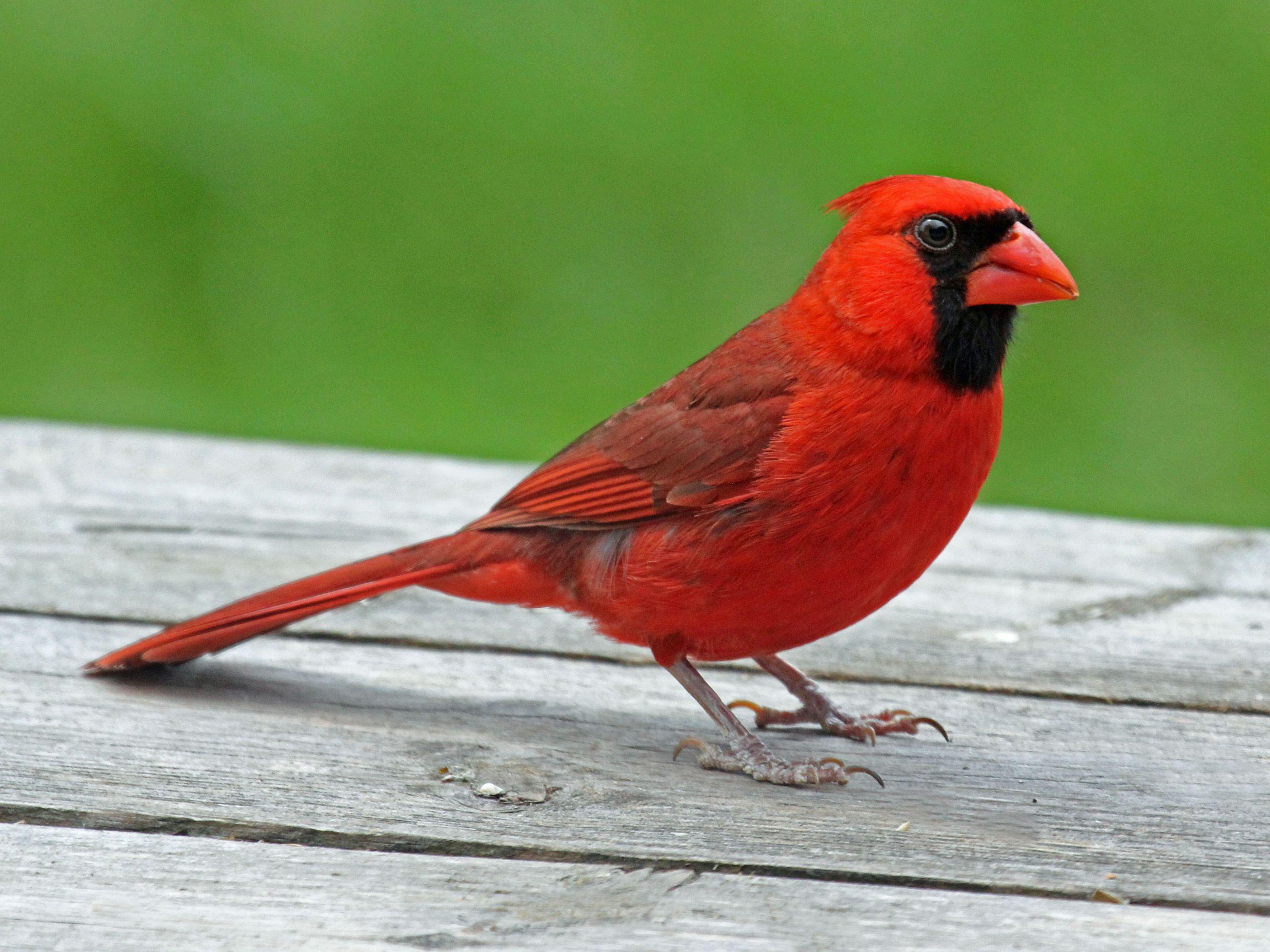 Red and Green with a Red Bird On It Logo - Backyard Birds of Indiana