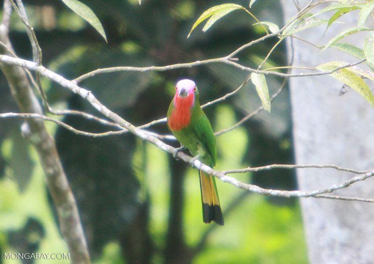 Red and Green a Red Bird Logo - Green bird with a lavender face, a red chest, and a yellow and black ...