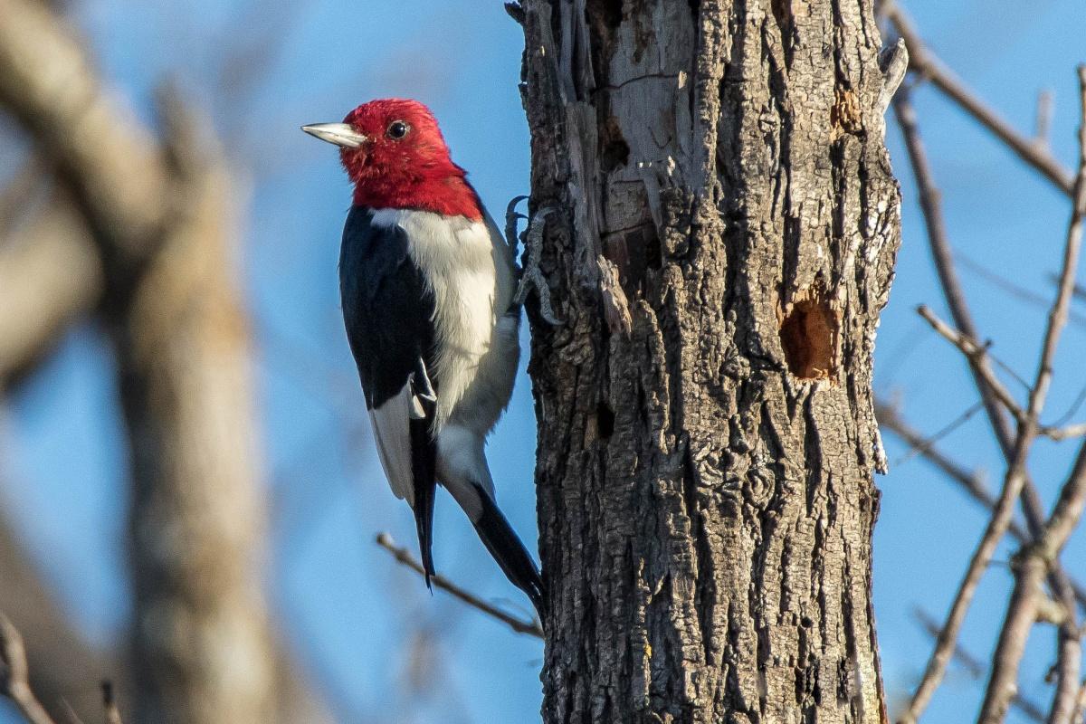 Red and Green with a Red Bird On It Logo - A chorus of color: Amazing birds on public lands | U.S. Department ...