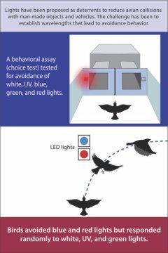 Red and Green with a Red Bird On It Logo - Millions of birds die in collisions each year, but lights could