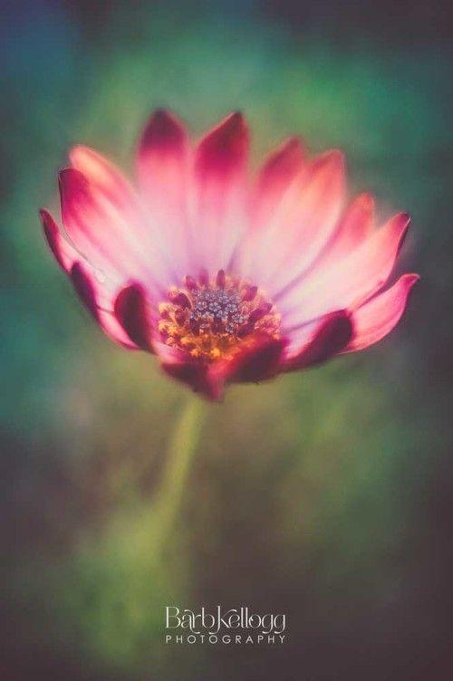 Pink Daisy Logo - Glowing Pink Daisy Fine Art, Flower, Nature Photography
