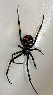 Black Widow Spider Logo - Latrodectus