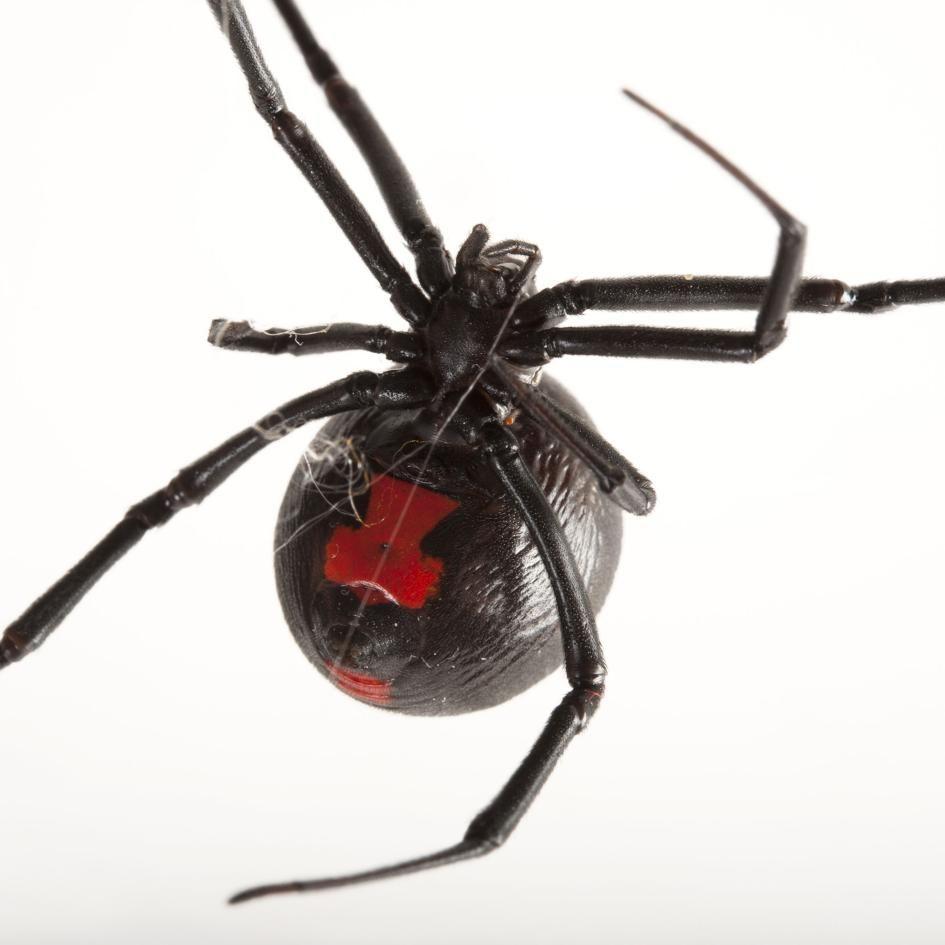 Black Widow Spider Logo - Black Widow Spiders | National Geographic