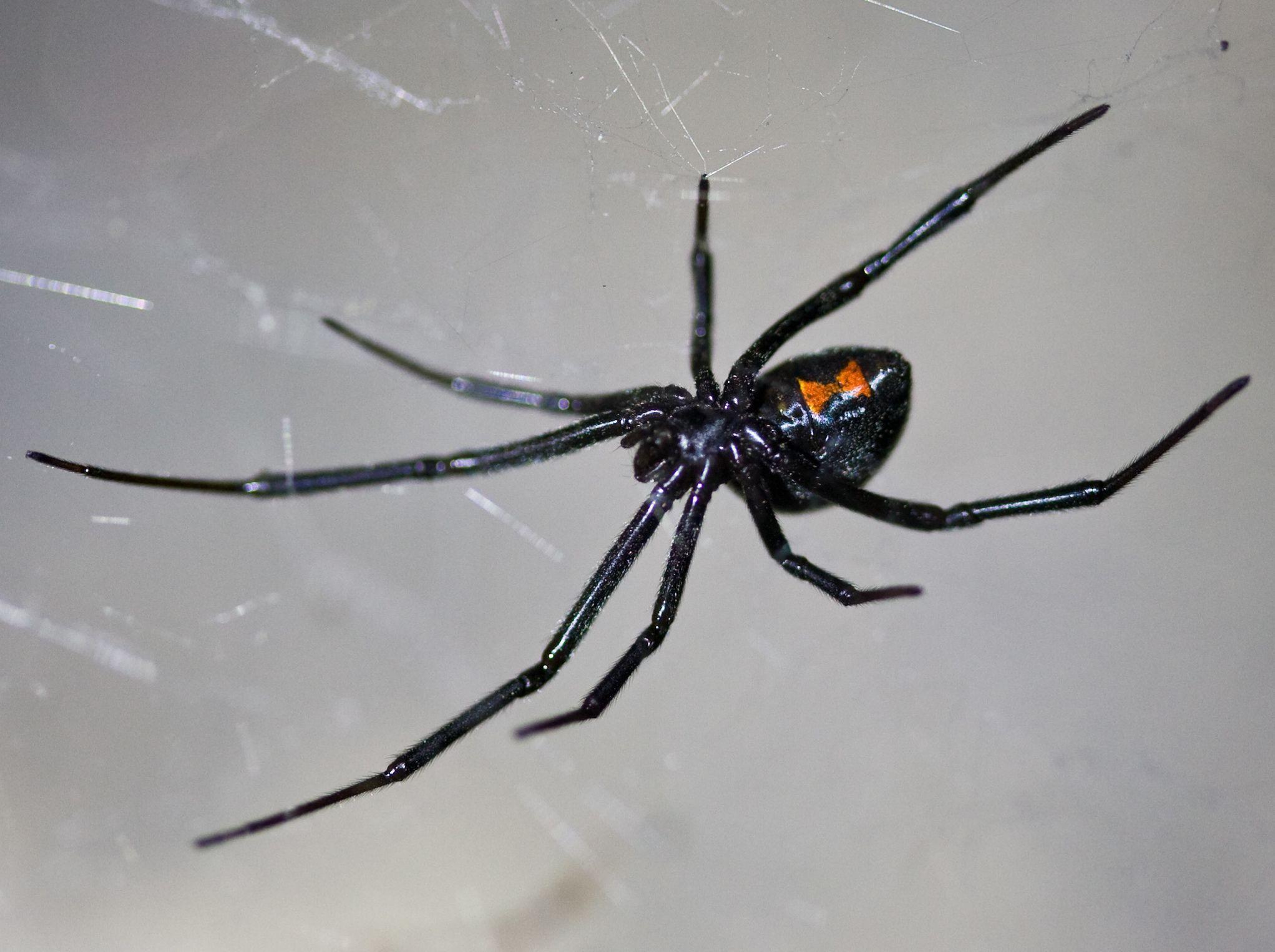 Black Widow Spider Logo - Latrodectus