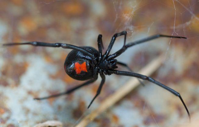 Black Widow Spider Logo - facts about the black widow spider. MNN Nature Network