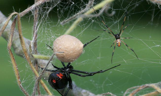 Black Widow Spider Logo - facts about the black widow spider. MNN Nature Network