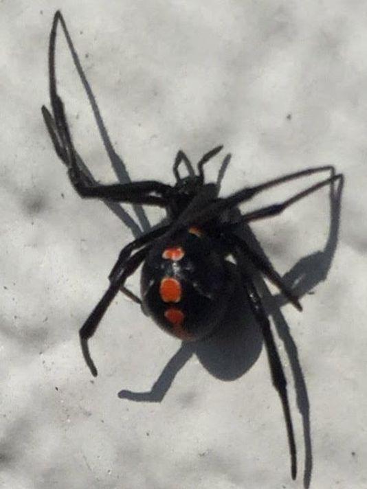 Black Widow Spider Logo - Heatwave: Extreme heat means more black widows indoors