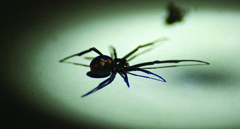 Black Widow Spider Logo - Black Widow Spiders to Get Rid of Black Widows