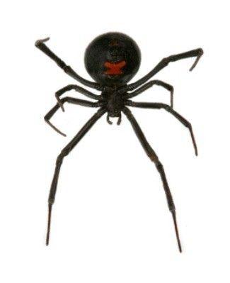 Black Widow Spider Logo - Getting Rid of Black Widow Spiders