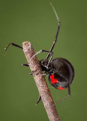 Black Widow Spider Logo - 7. Black widow spider - The world's most dangerous spiders (WARNING ...