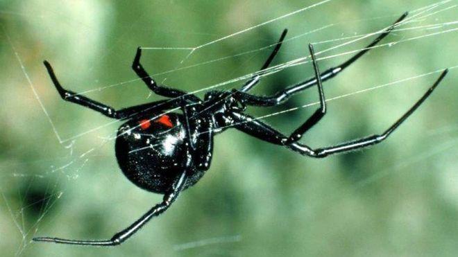 Black Widow Spider Logo - Black widow spider found in crate in Portlethen