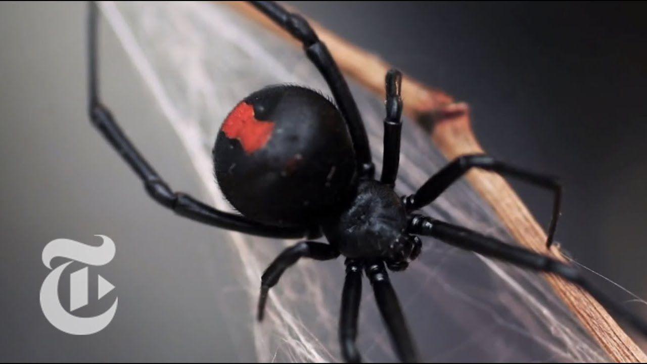 Black Widow Spider Logo - An Encounter With a Black Widow Spider. The New York Times