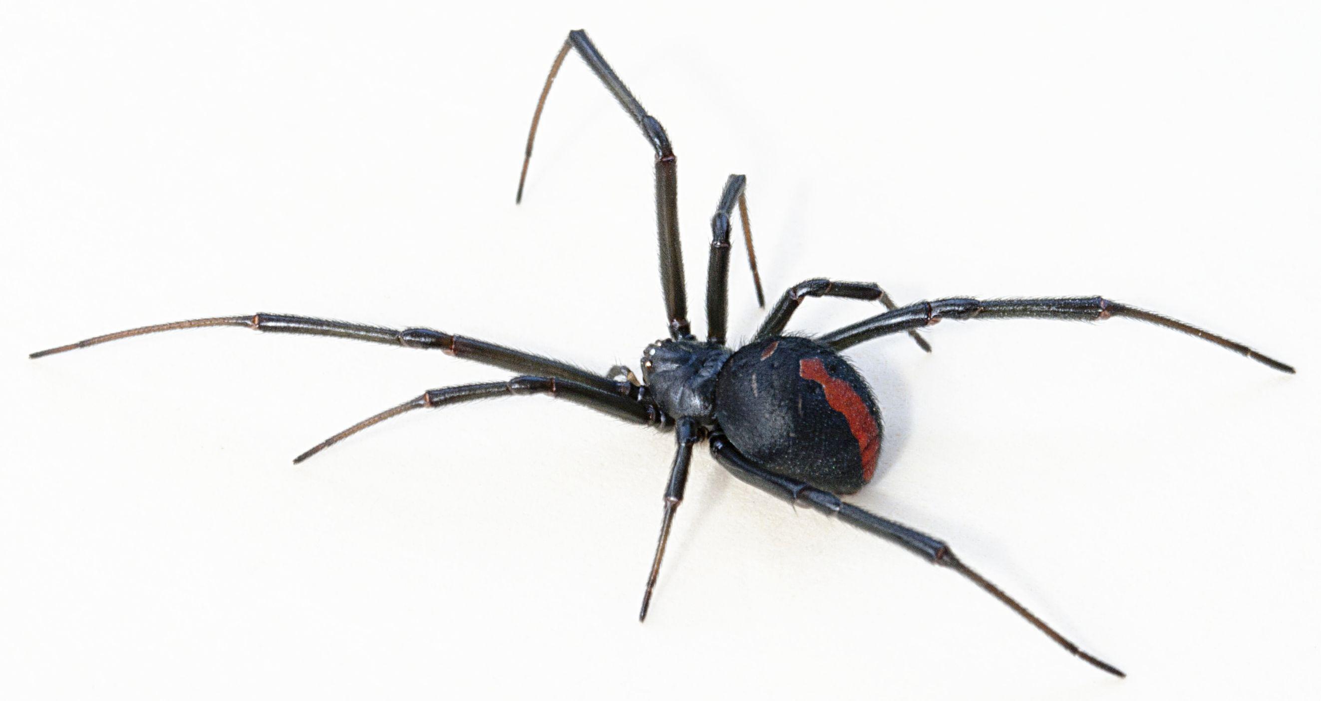 Black Widow Spider Logo - Redback spider