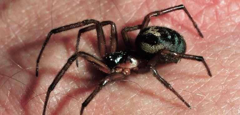 Black Widow Spider Logo - How dangerous are false widow spiders?. Natural History Museum