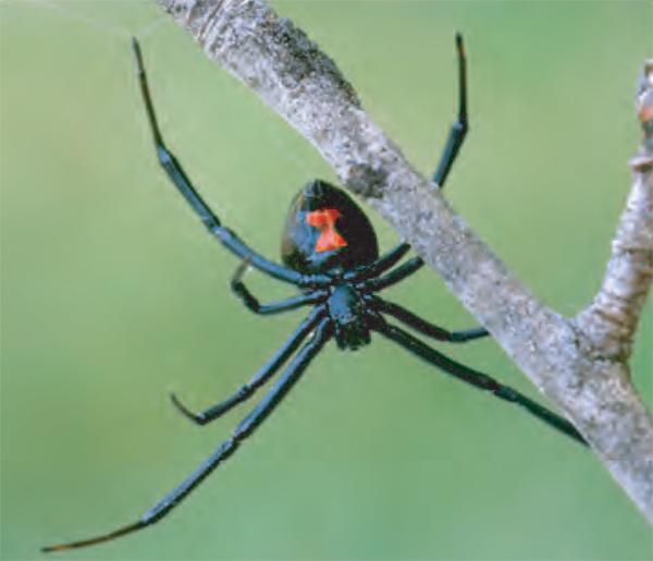 Black Widow Spider Logo - Animal Facts: Black widow spider