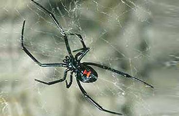 Black Widow Spider Logo - Black Widow Spider Bite: Care Instructions