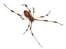 Black Widow Spider Logo - Latrodectus