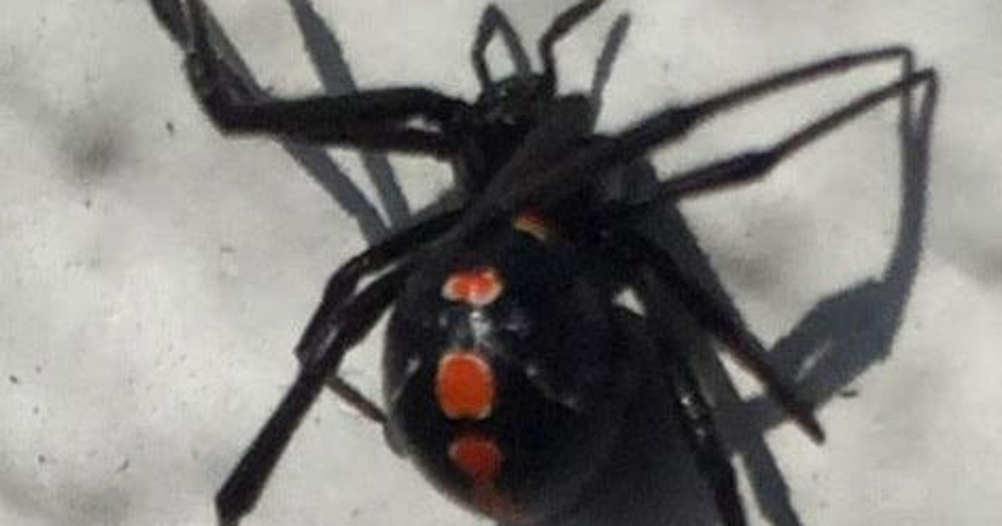 Black Widow Spider Logo - Heatwave: Extreme heat means more black widows indoors