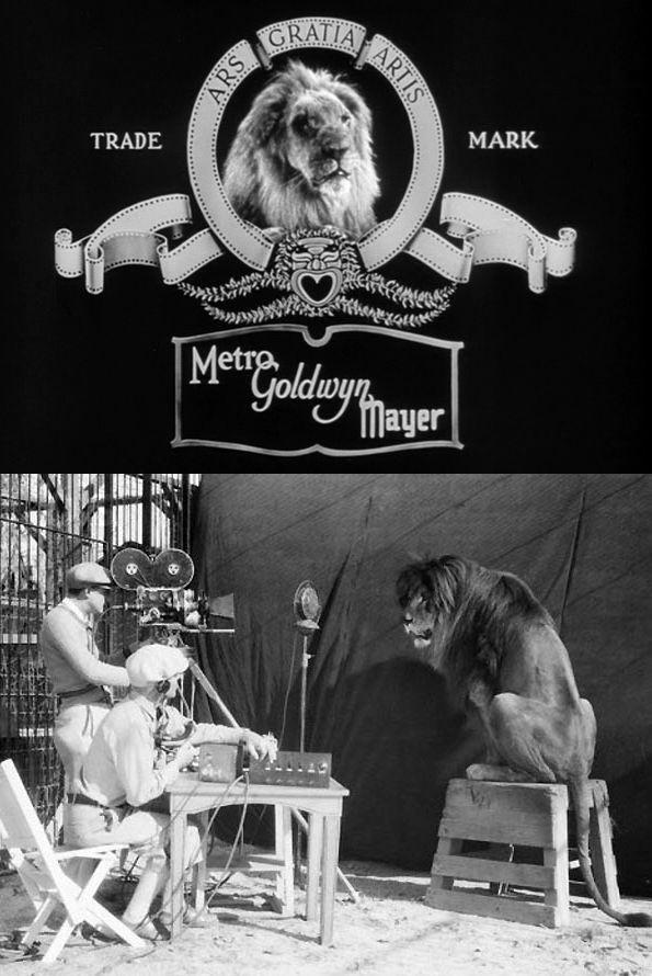 Lion Movie Production Logo - Impressively calm camera crew records Jackie the Lion for MGM ...