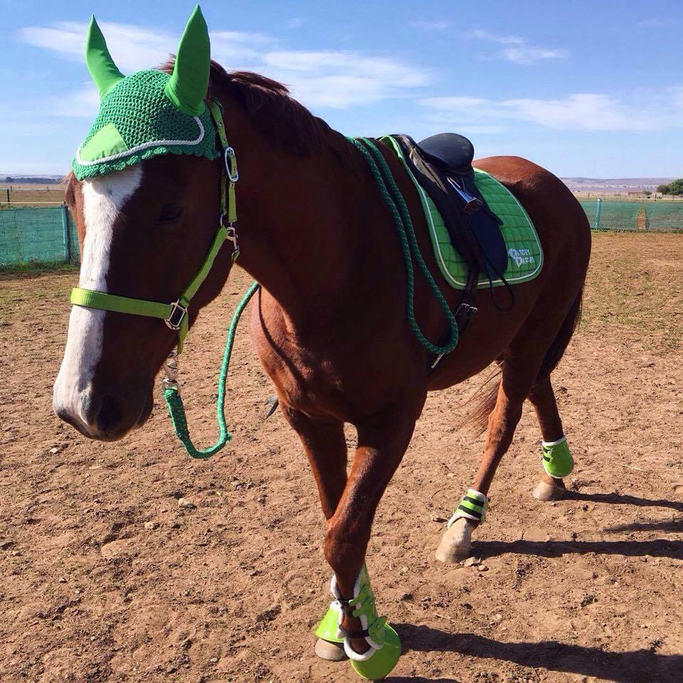 Green and Blue Horse Logo - What colour suits my horse? - Matchy Matchy Sets