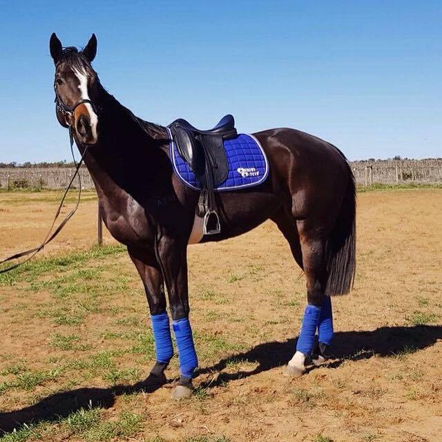 Green and Blue Horse Logo - What colour suits my horse? - Matchy Matchy Sets