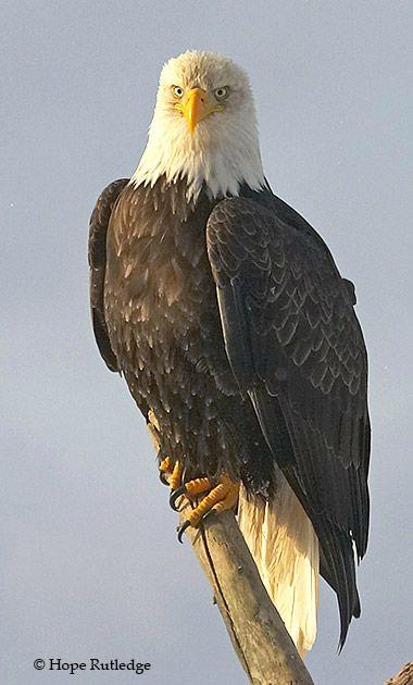 United States Eagle Logo - Bald Eagle, US National Emblem - American Bald Eagle Information