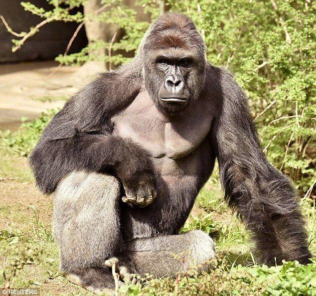 King Savage Harambe Logo - Gorilla named Harambe McHarambeface at Chinese zoo after visitors ...