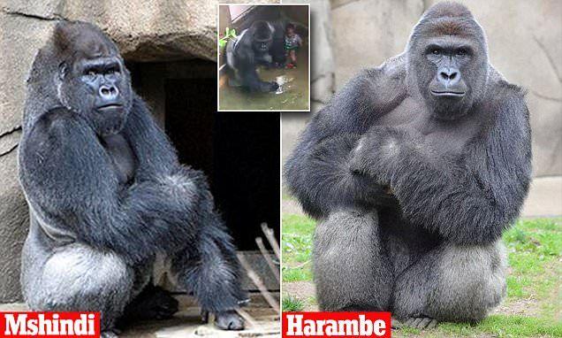 King Savage Harambe Logo - Cincinnati Zoo adopts first gorilla since Harambe | Daily Mail Online