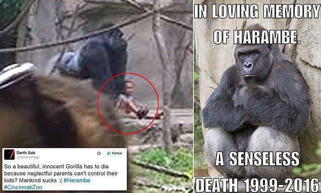 King Savage Harambe Logo - Fury at parents at Cincinnati Zoo over Harambe the gorilla's ...