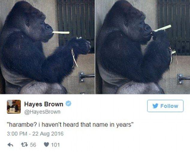 King Savage Harambe Logo - Cincinnati zoo shuts down its Facebook and Twitter accounts after ...
