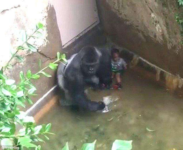 King Savage Harambe Logo - Row erupts after video shows Harambe the gorilla guarding boy at ...