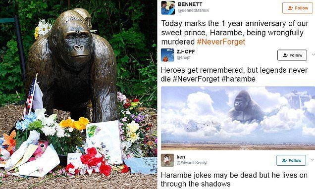 King Savage Harambe Logo - Twitter flooded with Harambe tributes on anniversary. Daily Mail Online