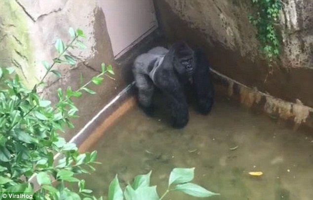 King Savage Harambe Logo - Row erupts after video shows Harambe the gorilla guarding boy at ...