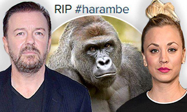 King Savage Harambe Logo - Kaley Cuoco and Ricky Gervais lead Twitter tributes to Cincinnati ...