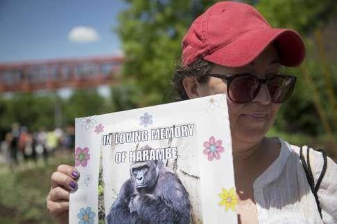 King Savage Harambe Logo - Harambe lives, online: killed zoo gorilla gets a second life as an ...