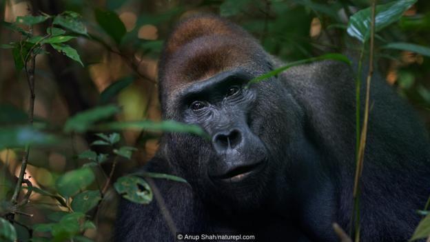 King Savage Harambe Logo - BBC gorillas a danger to people?