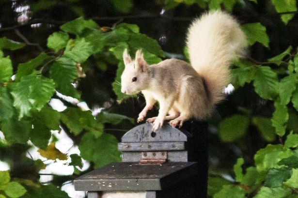Red White Squirrel Logo - Super Rare White Red Squirrel Gets To Pitlochry Guest House In Time