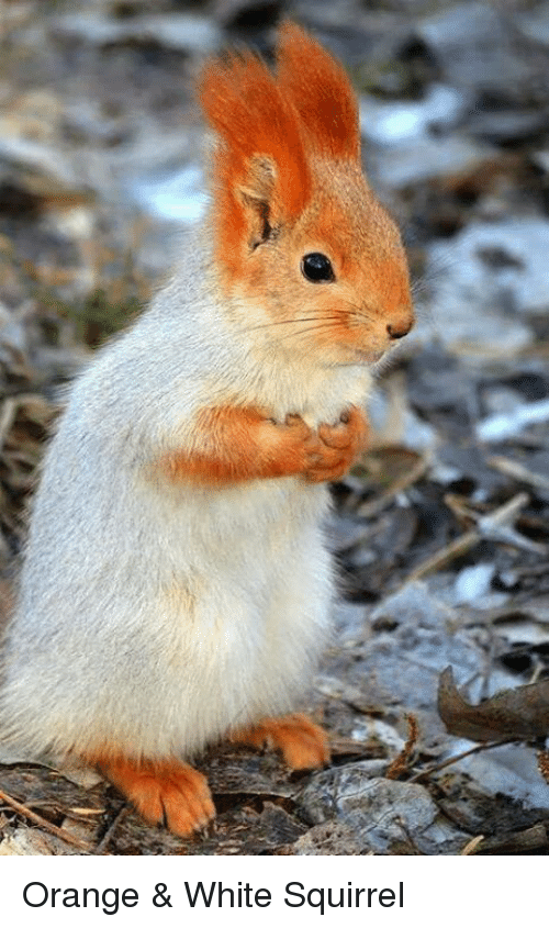 Red White Squirrel Logo - Orange & White Squirrel | Meme on ME.ME