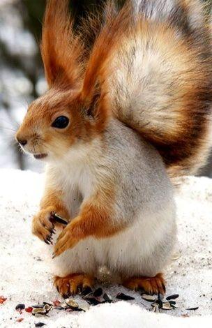 Red White Squirrel Logo - I love this red and white Squirrel | SCAMPERING SQUIRRELS | Squirrel ...