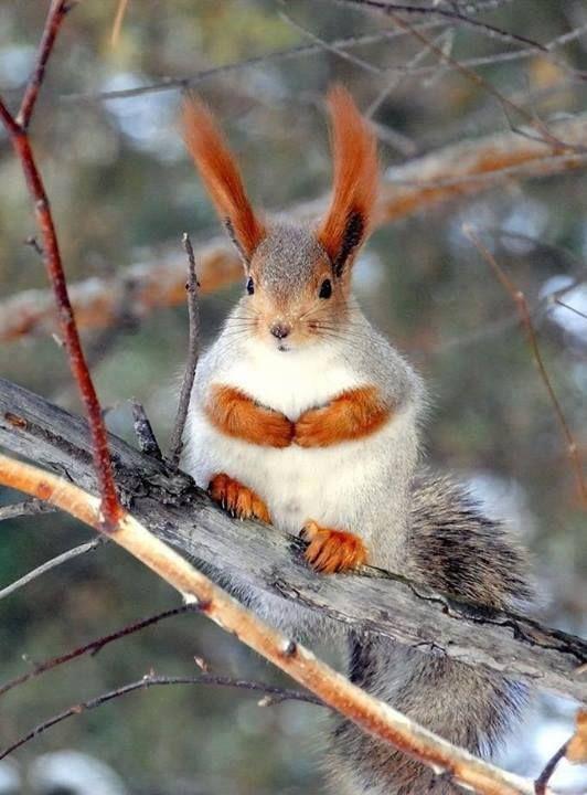 Red White Squirrel Logo - Red and white squirrel with big ear tufts. S cute and unusual!. Not
