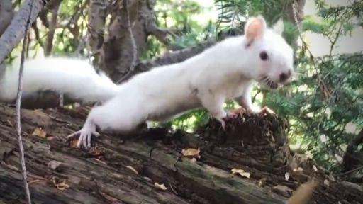 Red White Squirrel Logo - Extremely Rare White Squirrel Caught on Film