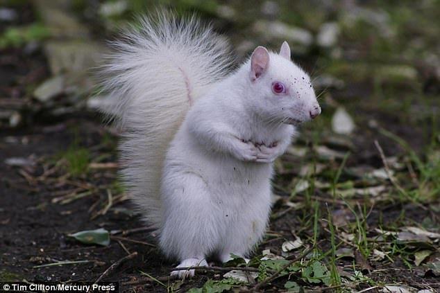Red White Squirrel Logo - Rare albino squirrel spotted in Alexandra Park in Hastings. Daily