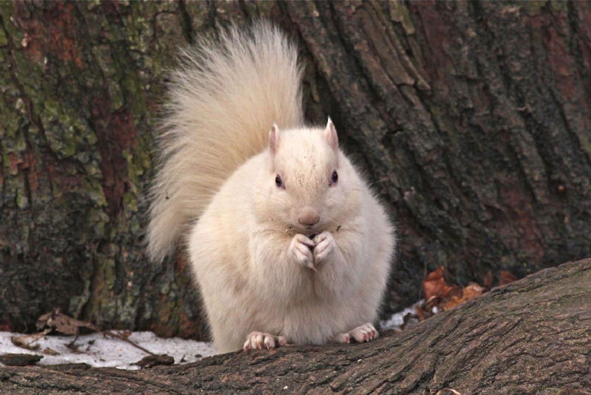 Red White Squirrel Logo - Wild in the City: Encountering the mythic white squirrel