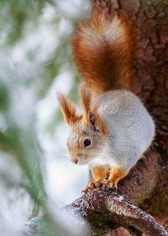 Red White Squirrel Logo - 693 Best Squirrels images in 2019 | Squirrels, Chipmunks, Cute squirrel