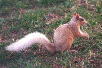 Red White Squirrel Logo - What is a White Squirrel? | Heart of Brevard