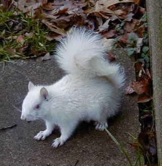 Red White Squirrel Logo - Great White Squirrels: Are they albinos? | Science Buzz