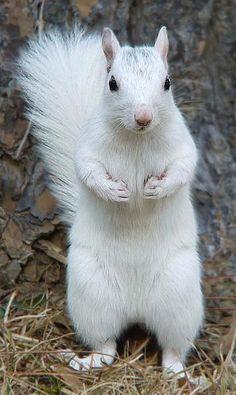 Red White Squirrel Logo - Best White Squirrel image. Chipmunks, Squirrels, Red squirrel